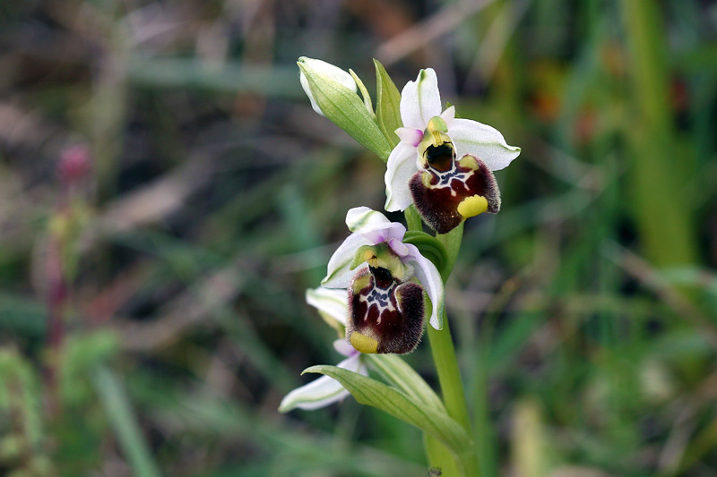 Ophrys annae / Ofride di Anna